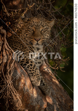 Leopard lying in tree looking at camera Leopard lying in tree looking at camera 46074830