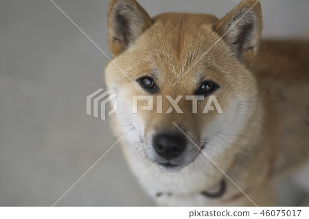 Shiba Inu watching Shiba Inu watching 46075017