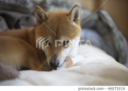 Shiba Inu醒來 Shiba Inu醒來 46075019
