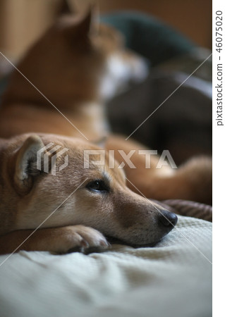 兩個Shiba Inu的微妙氣氛 兩個Shiba Inu的微妙氣氛 46075020