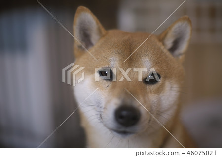 咧著嘴笑的柴犬 咧著嘴笑的柴犬 46075021