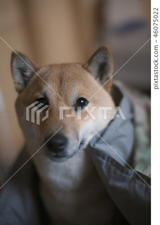 Shiba Inu早起 Shiba Inu早起 46075022