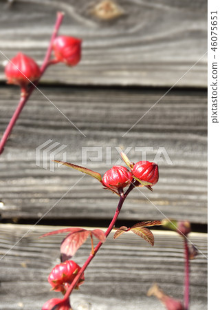 羅塞爾的果實 羅塞爾的果實 46075651