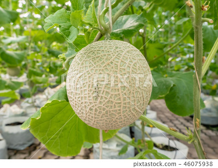 Green melon plant growing in greenhouse Green melon plant growing in greenhouse 46075938
