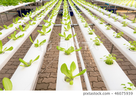Soilless agriculture of green vegetables Soilless agriculture of green vegetables 46075939