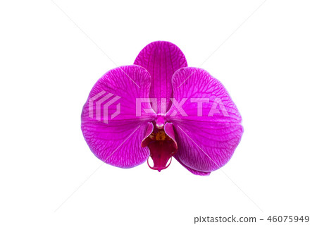 Beautiful pink orchid flower isolated Beautiful pink orchid flower isolated 46075949