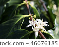 Kona Coffee Flower 46076185