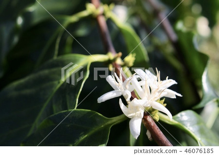 Kona Coffee Flower Kona Coffee Flower 46076185