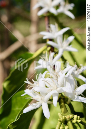 Kona Coffee Flower 46076187