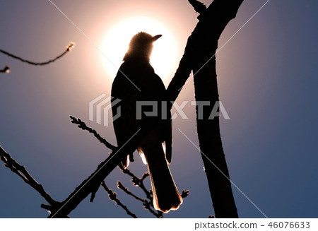 In the morning sun In the morning sun 46076633