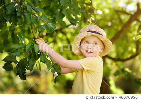 Little boy picking apples from tree. Little boy picking apples from tree. 46076956
