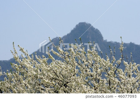 鳥取走在四季春天的Tokoji 鳥取走在四季春天的Tokoji 46077093