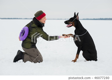Training and playing with dogs Dobermans on a snowy field 46077280