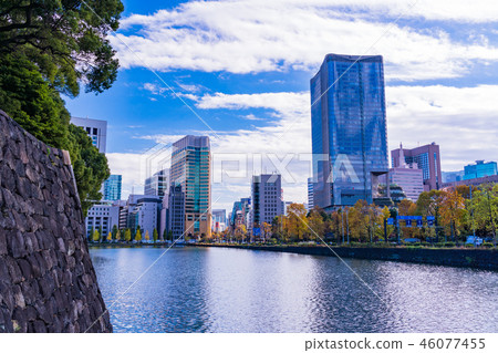 (Tokyo) Hibiya Passion Ginkgo Namiki Fall leaves 46077455