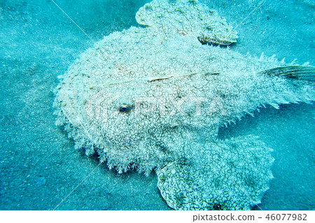 Ankou (length 1 m off Hayama) Ankou (length 1 m off Hayama) 46077982