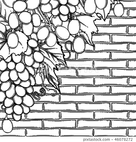 Graphic bunches of white grapes hanging on the branch Graphic bunches of white grapes hanging on the branch 46078272