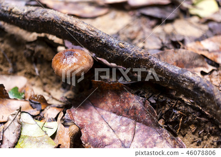 毒蘑菇馬來西亞叢林 46078806