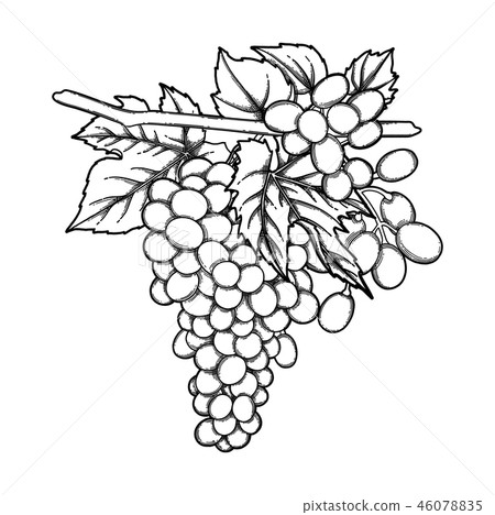Graphic bunches of grapes hanging on the branch 46078835