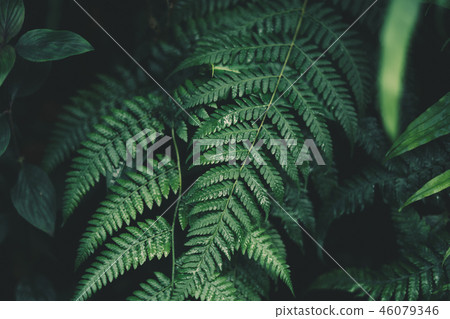 Fern foliage Dark green and cold detail leaf 46079346