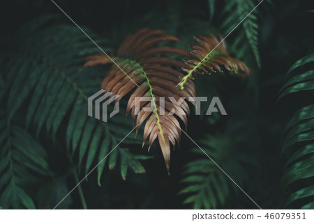 Fern foliage Dark green and cold detail leaf 46079351