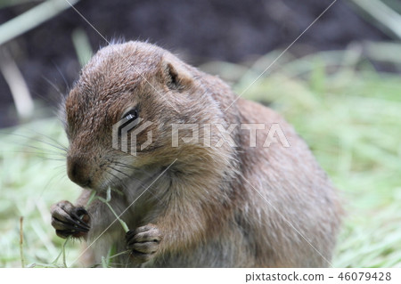 草原土撥鼠 草原土撥鼠 46079428