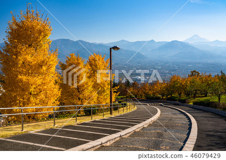 《山梨縣》伏部川果園和秋天的銀杏樹 46079429