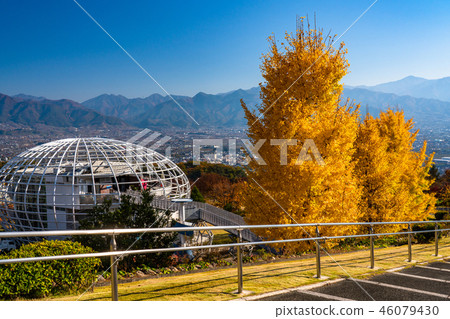 《山梨縣》伏部川果園和秋天的銀杏樹 46079430