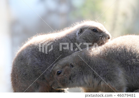  Prairie dog 46079481