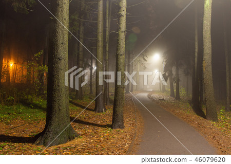 Forest park at night. Path in park 46079620