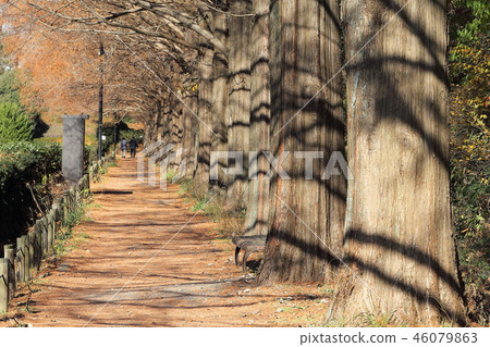 Tree trees Tree trees 46079863