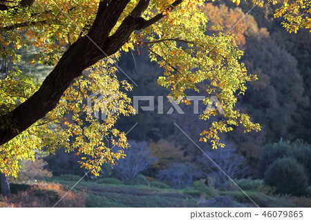 Autumn leaves 46079865