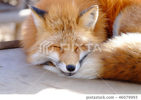 Fox狐狸在狐狸村 46079993