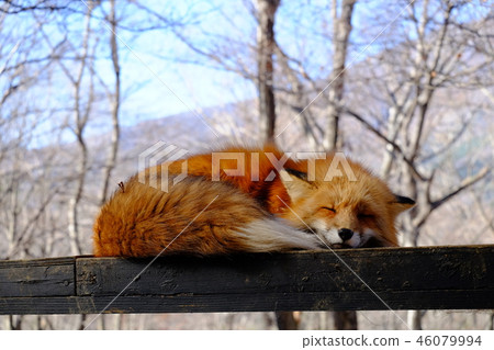 Fox fox in the fox village 46079994