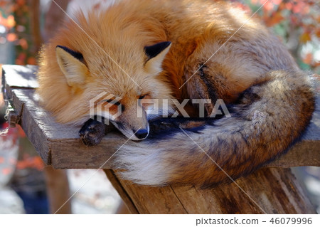 Fox狐狸在狐狸村 Fox狐狸在狐狸村 46079996