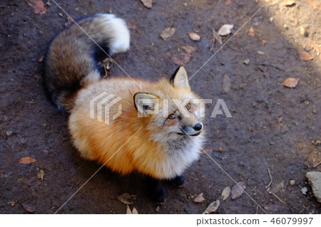 Fox狐狸在狐狸村 46079997