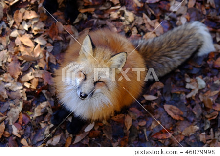 Fox狐狸在狐狸村 Fox狐狸在狐狸村 46079998