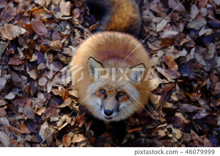 Fox狐狸在狐狸村 Fox狐狸在狐狸村 46079999