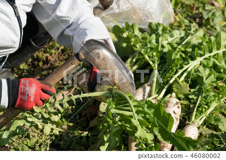 蘿蔔的收穫 蘿蔔的收穫 46080002