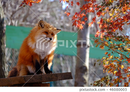 Fox狐狸在狐狸村 46080003