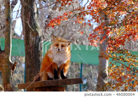 Fox狐狸在狐狸村 46080004