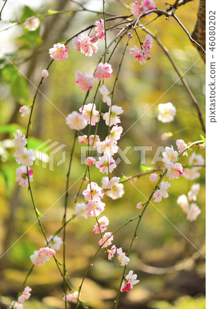 Pink and red-and-white flowers that bloom in full bloom in spring of March Pink and red-and-white flowers that bloom in full bloom in spring of March 46080202
