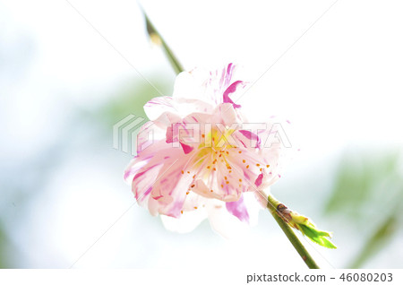 Close up of pink and white mottled beautiful flower peach blossom blooming in the spring of March Close up of pink and white mottled beautiful flower peach blossom blooming in the spring of March 46080203