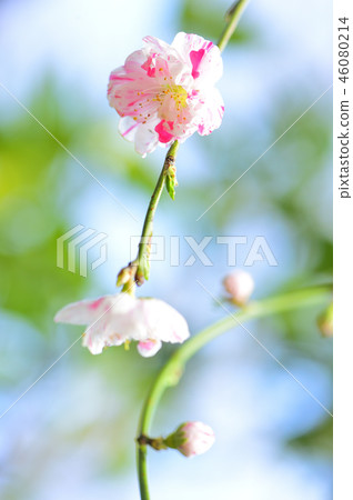 開花在3月的春天的華麗開花的桃子桃紅色和紅白花 照片素材 圖片 圖庫