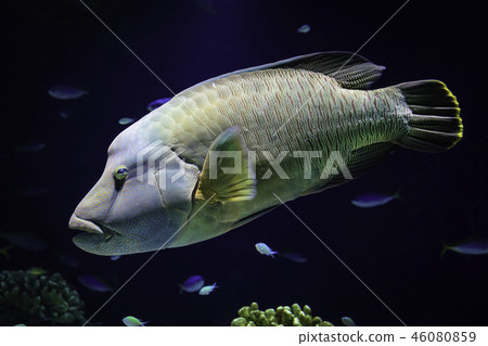 Beautiful napoleon fish 46080859