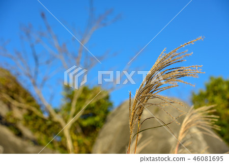 Hiraodai Autumn [Fukuoka Prefecture] 46081695