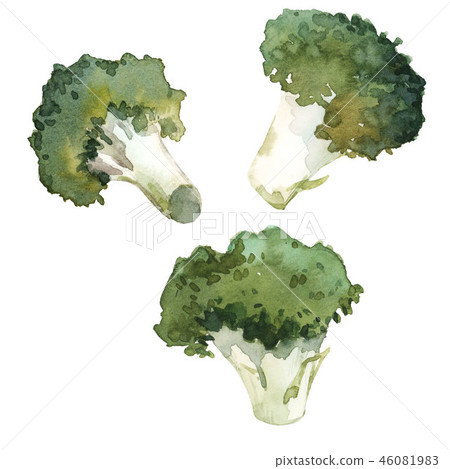 Watercolor broccoli illustration Watercolor broccoli illustration 46081983