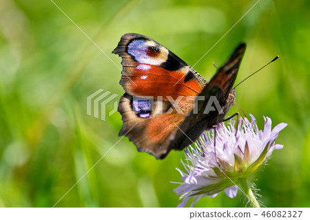 Peacock butterfly on a blossom in the summer. Peacock butterfly on a blossom in the summer. 46082327