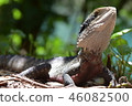 Australian Nature 46082500