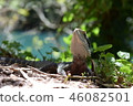 Australian wilderness 46082501