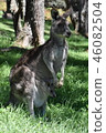 Wild kangaroo 46082504